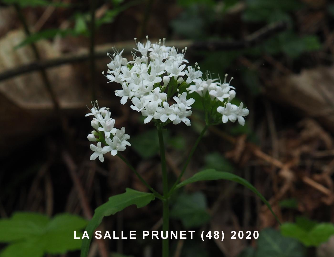 Valerian, Three-leaved flower